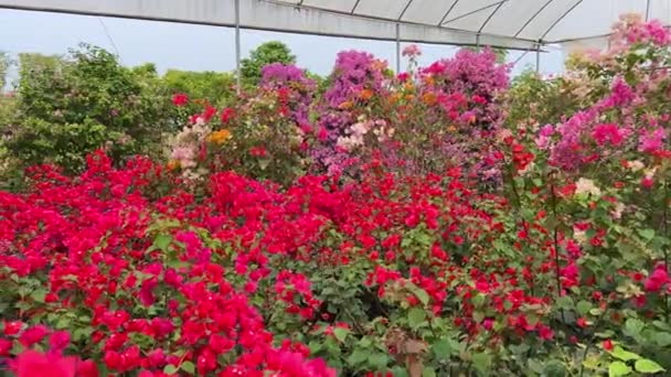 Bahçeye Ekilmiş Çeşitli Renklerde Parlak Çiçekli Begonviller — Stok video