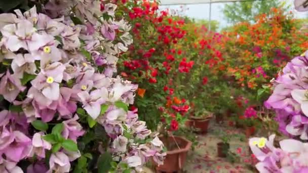 Φωτεινή Μπουκαμβίλιες Διάφορα Χρώματα Φυτεμένα Στον Κήπο — Αρχείο Βίντεο