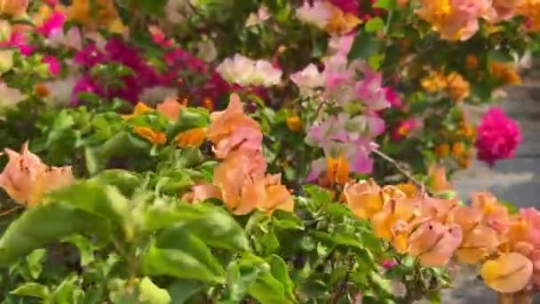 Heldere Bloeiende Bougainvillea Van Verschillende Kleuren Geplant Tuin — Stockvideo