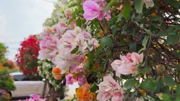 庭に植えられた様々な色の明るい開花ブーゲンビリア — ストック動画