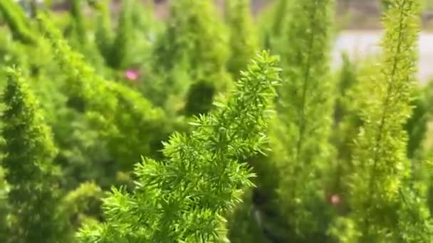 Walk Clump Lush Asparagus Green Grass — Stock Video