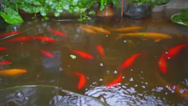 Escola Animada Peixes Koi Lagoa Peixes — Vídeo de Stock