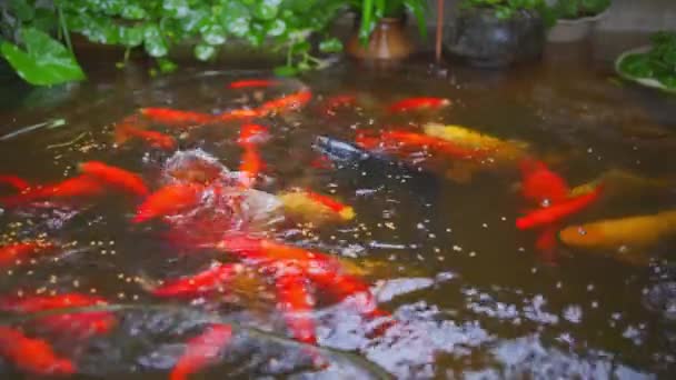 Alimente Animado Peixe Koi Lagoa — Vídeo de Stock