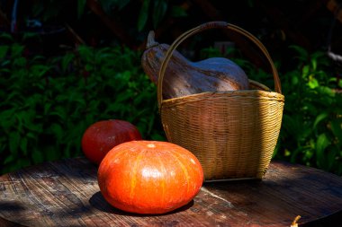Bal kabakları, çeşitli kavunlar ve meyvelerle dolu bahçe manzarası Hasat Festivali 'nde