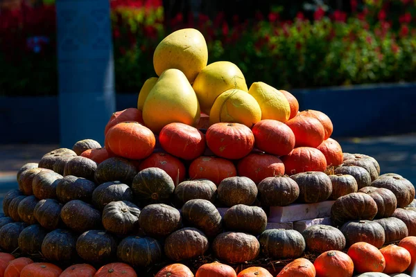 stock image Garden landscape piled up with pumpkins and various melons and fruits in the Harvest Festival