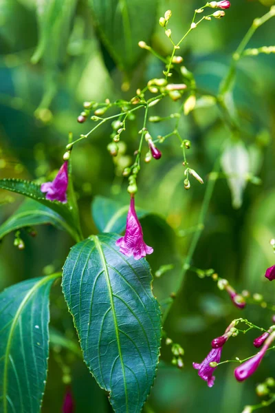 庭に植えられた小さな開花紫色のフォーク雑草の閉鎖 — ストック写真
