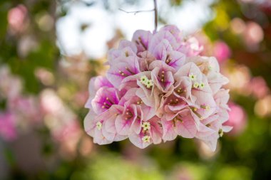 Bahçedeki güzel çiçek açan Bougainvillea bougainvillea çiçeklerine yakın çekim