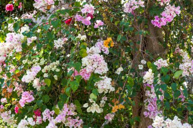 Bahçedeki güzel çiçek açan Bougainvillea bougainvillea çiçeklerine yakın çekim