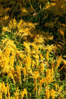 Bahçede çiçek açan yemyeşil bir selosya.