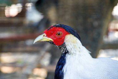 Çiftlikte büyüyen beyaz sülün kuşu.