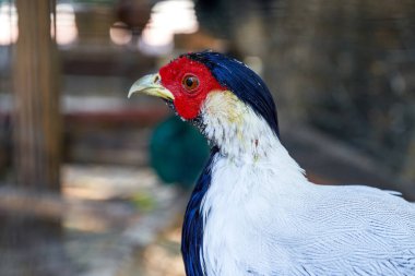 Çiftlikte büyüyen beyaz sülün kuşu.