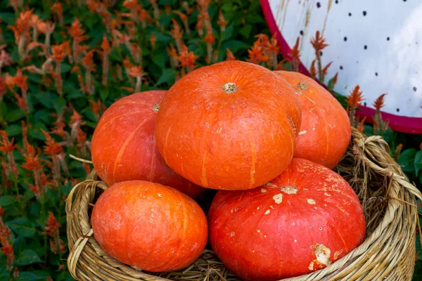 Close Large Pumpkins Stacked Harvest Festival — Stock Photo, Image