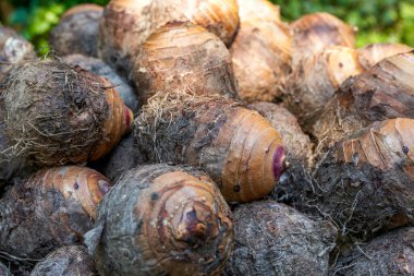Hasat festivalinde bir yığın taze taro yakın çekim