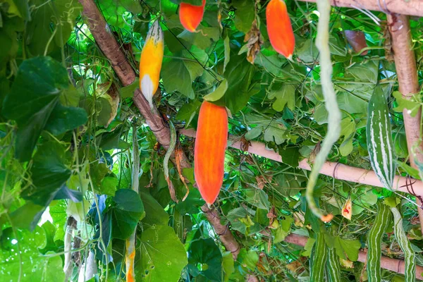 Close Cabaça Cobra Loofah Cultivado Fazenda — Fotografia de Stock