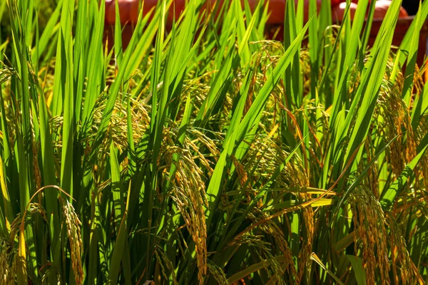 Close Golden Rice Rice Harvested Autumn — Stock Photo, Image