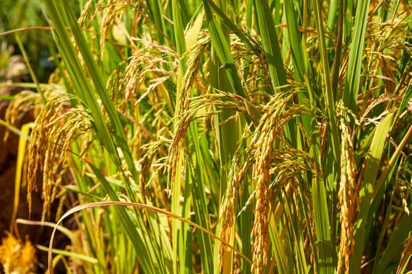 Close-up of golden rice rice harvested in autumn