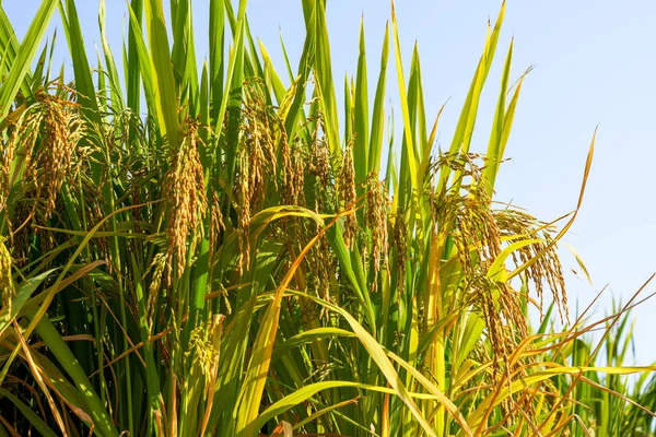 Zbliżenie Ryżu Złotego Zebranego Jesienią — Zdjęcie stockowe
