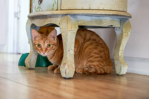 Roztomilá Oranžová Čínská Pastorální Kočka Doma — Stock fotografie