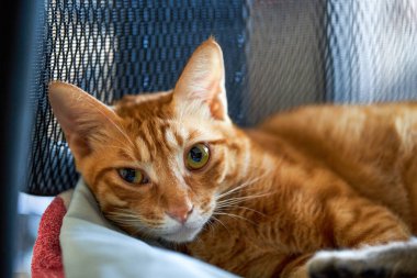 Ailede büyüyen sevimli bir Çin kedisi.