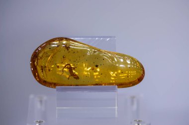 İçinde böcekler olan kehribar rengi kehribar rengi.