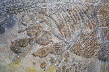 Antik çağlarda dinozor fosili yakın plan