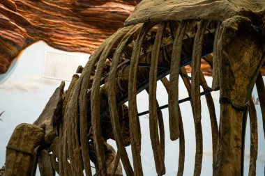 Antik çağlarda dinozor fosili yakın plan