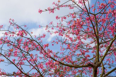 Yaprakları ve çiçekleri olmayan gür ve güzel bir Kapok ağacı.