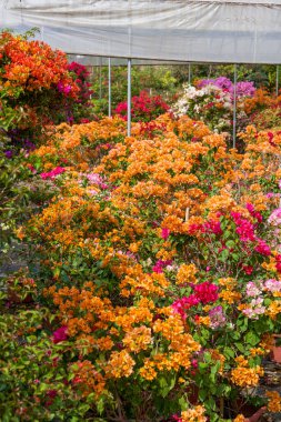 Bahçede çeşitli renklerde güzel çiçek açan begonviller var.