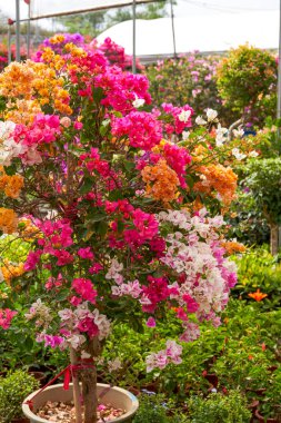 Bahçede çeşitli renklerde güzel çiçek açan begonviller var.