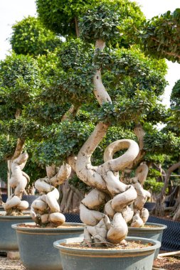 Çiftlikte yetiştirilen garip şekilli banyan saksı bitkisinin yakın çekimi.