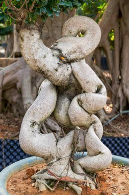 Çiftlikte yetiştirilen garip şekilli banyan saksı bitkisinin yakın çekimi.