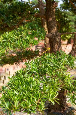 Çiftlikte yetiştirilen garip şekilli banyan saksı bitkisinin yakın çekimi.