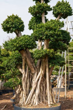 Çiftlikte yetiştirilen garip şekilli banyan saksı bitkisinin yakın çekimi.