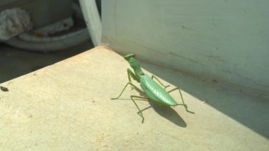 A close-up of a praying mantis under the sunlight on the window sill