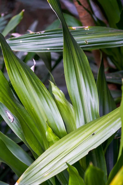 Glossy pale green leaf close-up