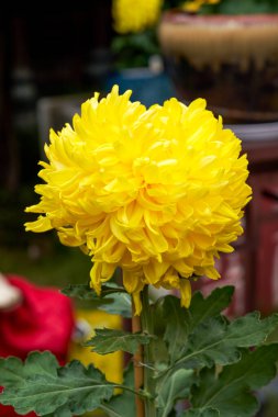 Close-up of a variety of delicate chrysanthemums in brilliant bloom