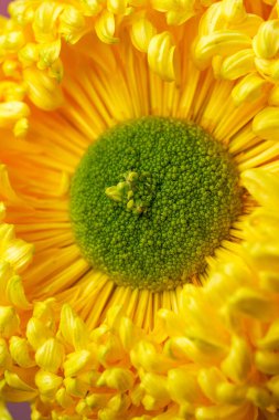 Close-up of a variety of delicate chrysanthemums in brilliant bloom