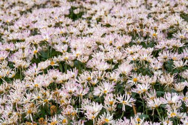 Blooming chrysanthemums planted in the garden