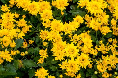 Blooming chrysanthemums planted in the garden