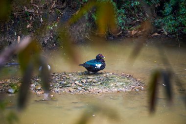 Sülün bir dağ deresine tünemiş.
