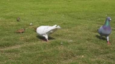 A group of free-range pigeons in the park are receiving food from tourists