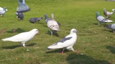 A group of free-range pigeons in the park are receiving food from tourists