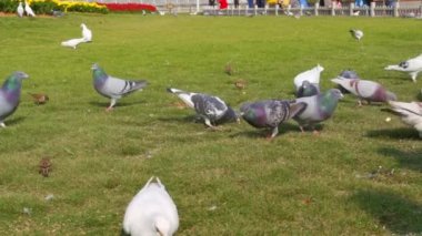 A group of free-range pigeons in the park are receiving food from tourists