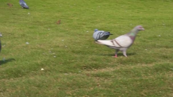 Group Free Range Pigeons Park Receiving Food Tourists — Stock video
