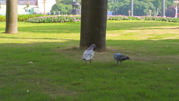 Group Free Range Pigeons Park Receiving Food Tourists — Αρχείο Βίντεο