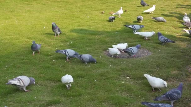 Group Free Range Pigeons Park Receiving Food Tourists — 图库视频影像
