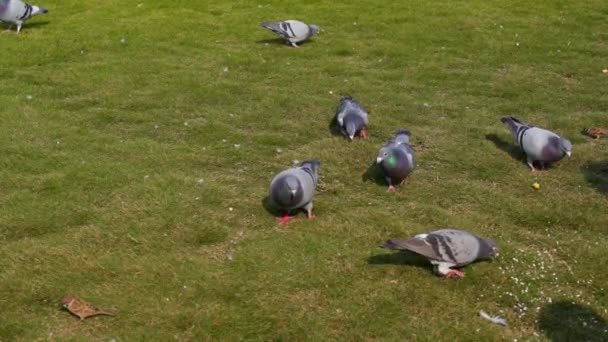 Slow Motion Group Pigeons Taking City Square — Stock Video