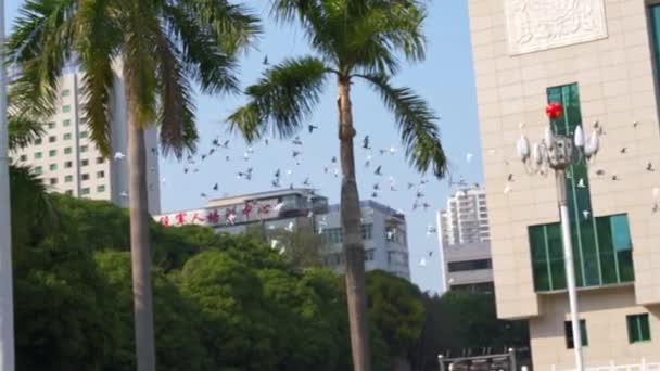 Flock Pigeons Flying City Square — Stockvideo
