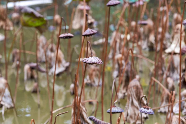 Dry lotus leaves and lotus pods in the lotus pond in winter