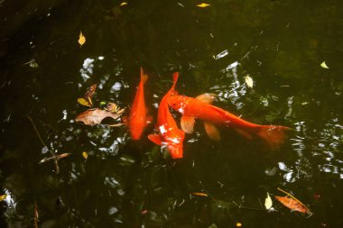Close-up of koi carps being raised in a pond